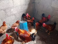 Chickens — photo 3