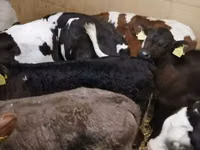 公牛, Limousin cow — 照片 6