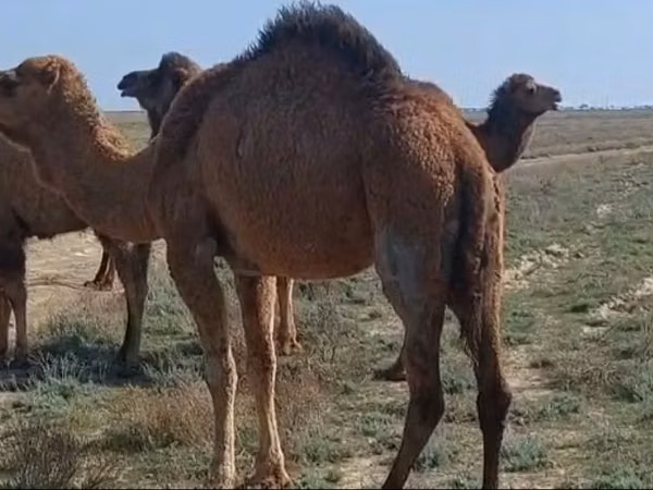 ناقة, Nar-Maya camel