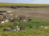 عنزة, الماعز — الصورة 1