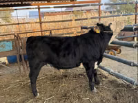 Bulle, Simmental cattle — Foto 3
