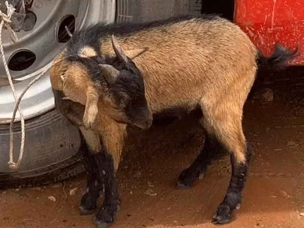 Goats (batch, sex not specified), Goats