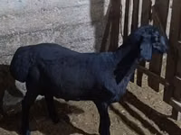 公羊, Hissar sheep — 照片 2