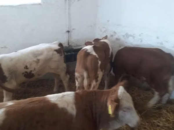 公牛, Simmental cattle
