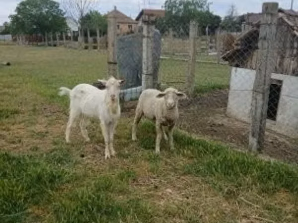 Ram, Merino sheep