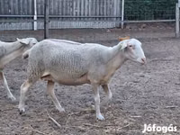 Sheep, Lacaune sheep — photo 5