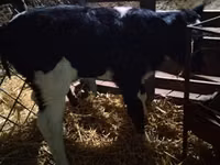 Cow, Russian Black pied cattle — photo 3