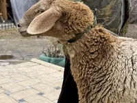 Schaf, Arashan sheep — Foto 8