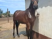 公马, Nonius horse — 照片 1
