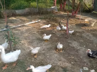 Ducks — foto 3