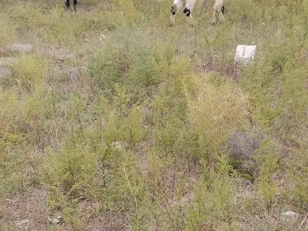 Sheep (batch, sex not specified), Sheep