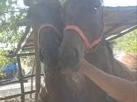 Horse (M), Furioso-North Star — photo 2