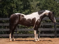 Hengst, Friesian — Foto 2