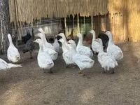 Geese — photo 3