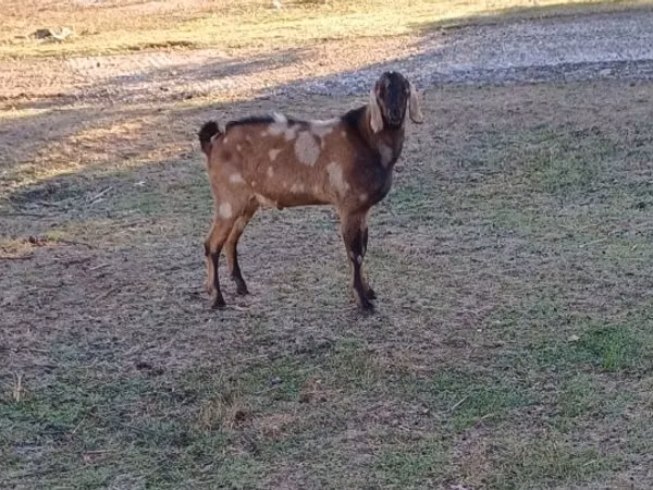 تيس, Nubian Goat