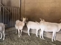 Ziege, Pomellata goat — Foto 5