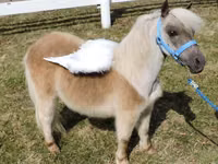 فرس, Miniature horse — الصورة 5