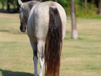 Yegua, Skyros Pony — foto 7