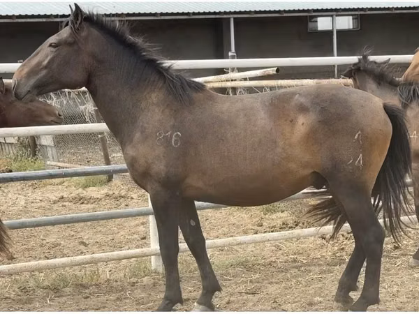 公马, Mugalzhar horse
