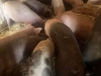 Schweine (Partie, Geschlecht nicht angegeben), Schweine — Foto 2