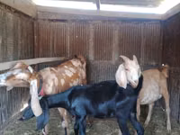 عنزة, Dutch Landrace goats — الصورة 1
