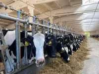 母牛, Holstein breed — 照片 3