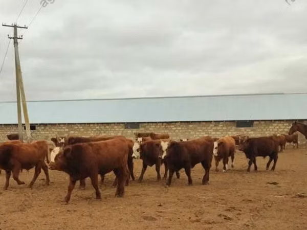 Bull, Kalmyk breed