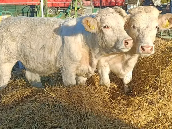 بقرة, Charolais cattle