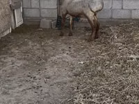 Carnero, Rhon sheep — foto 2