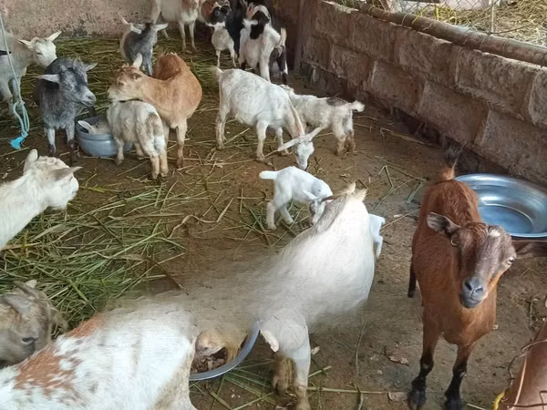 Goats (batch, sex not specified), Goats — Ghana