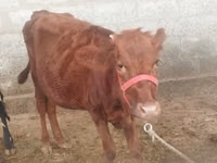 Kuh, Red Estonian cattle — Foto 2