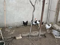 Chickens — foto 2