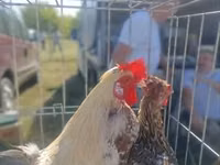 Chickens — Foto 7