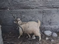 Goat, Nubian Goat — photo 6