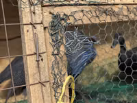 Guinea fowl — الصورة 3