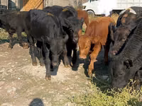 Toro, Swiss cattle — foto 3
