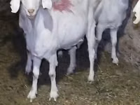 Goat, Saanen goat — photo 1