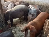 Pigs (batch, sex not specified) — photo 3