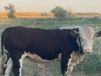 Bulle, Kasachische Weißkopfkuh — Foto 1