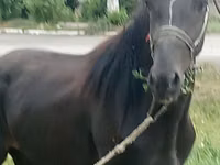 Hengst, Priob horse — Foto 1