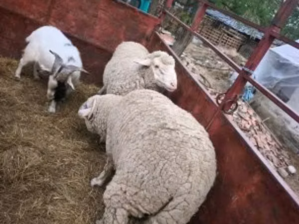 Ram, Sheep