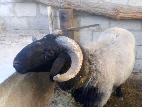 मेढ़ा, Blackheaded Persian sheep