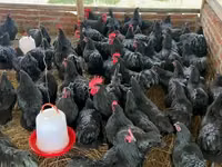 Australorp — photo 7