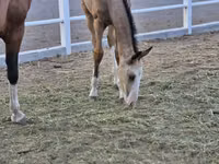 公马, Akhal-Teke — 照片 3