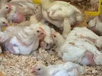 Chickens — photo 3