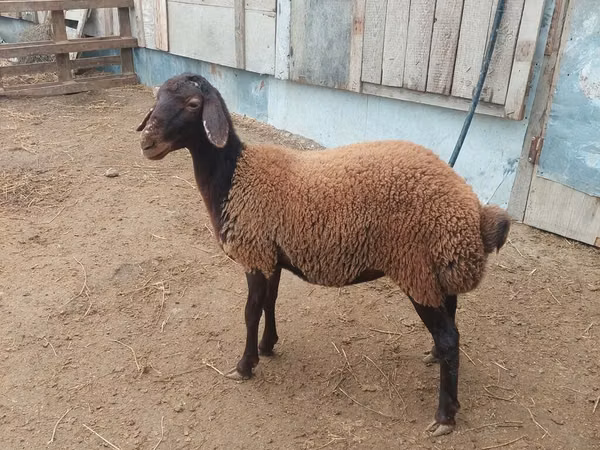 मेढ़ा, Suffolk sheep