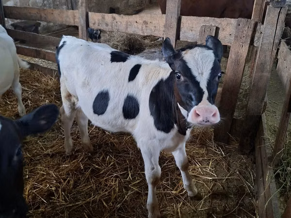 गाय, Russian Black pied cattle