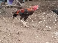 Chickens — फ़ोटो 2