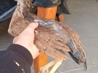 Chickens — Foto 7