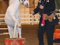 فرس, Miniature horse — الصورة 5